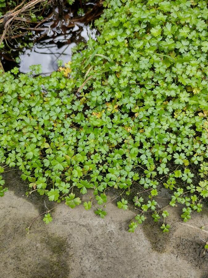 Hydrocotyle tripartita leaf