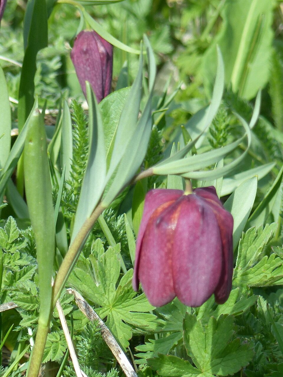 Fritillaria tubiformis leaf