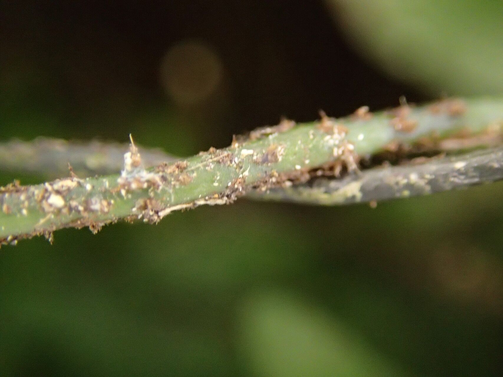 Arthropteris palisotii other