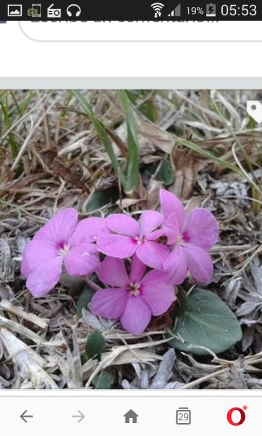 Stenandrium dulce flower