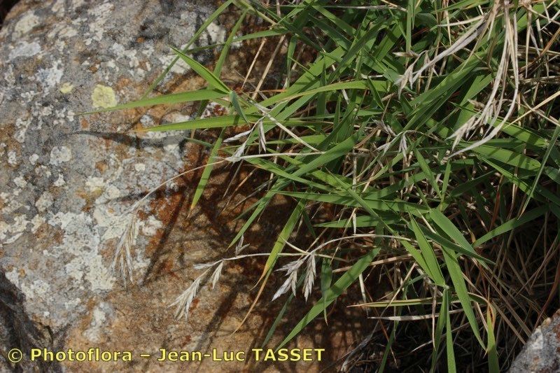 Brachypodium arbuscula flower
