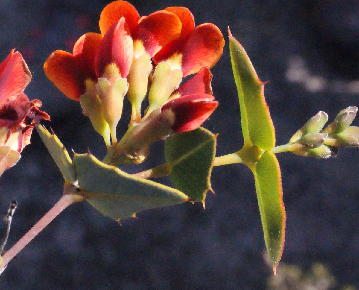 Gastrolobium spinosum — houseplant care guide