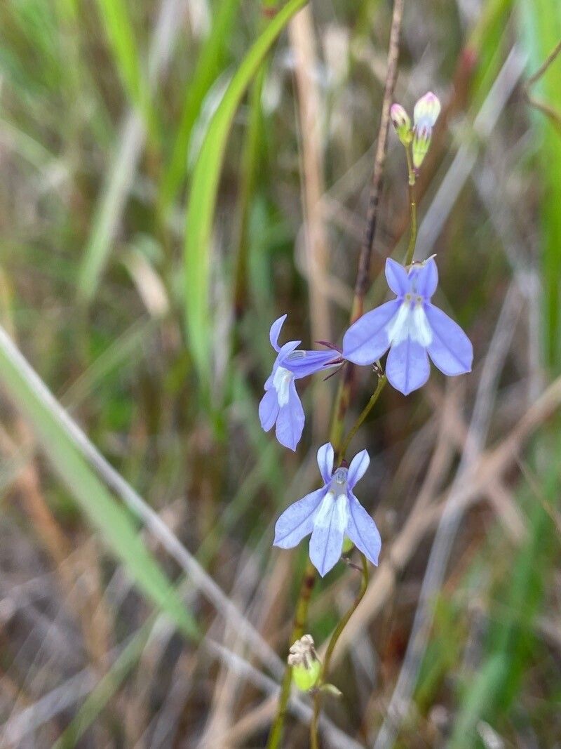 Lobelia kalmii flower