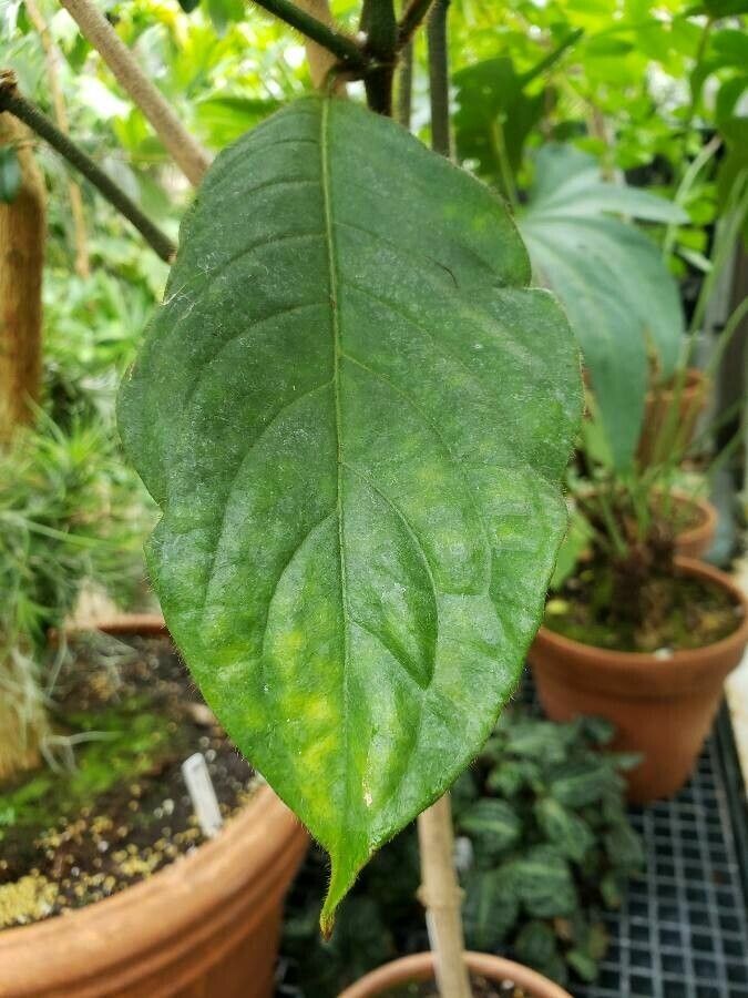 Sanchezia sanmartinensis — related species from the same genus