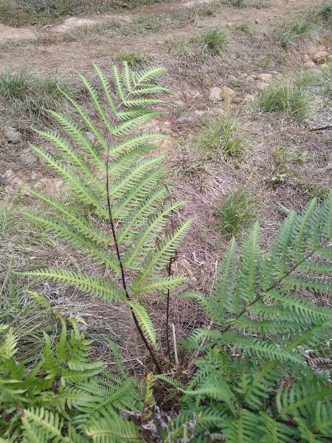 Pityrogramma calomelanos — search result for 'Pteridaceae'