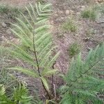 Pityrogramma calomelanos