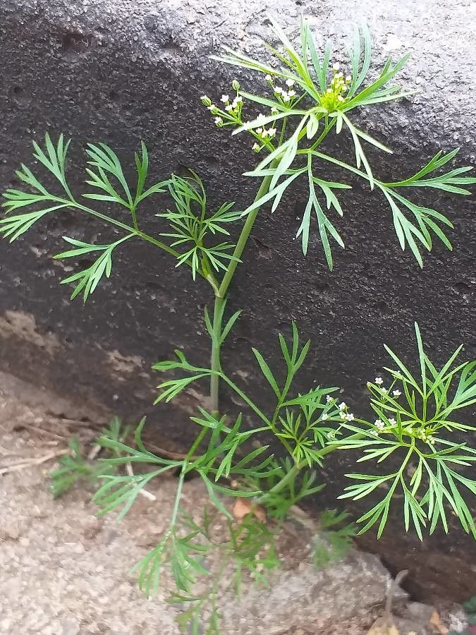 Cyclospermum leptophyllum