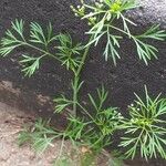 Cyclospermum leptophyllum