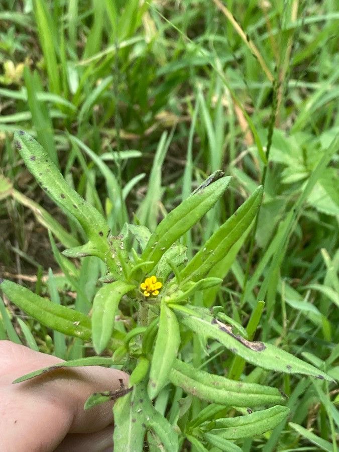 Melampodium sericeum flower