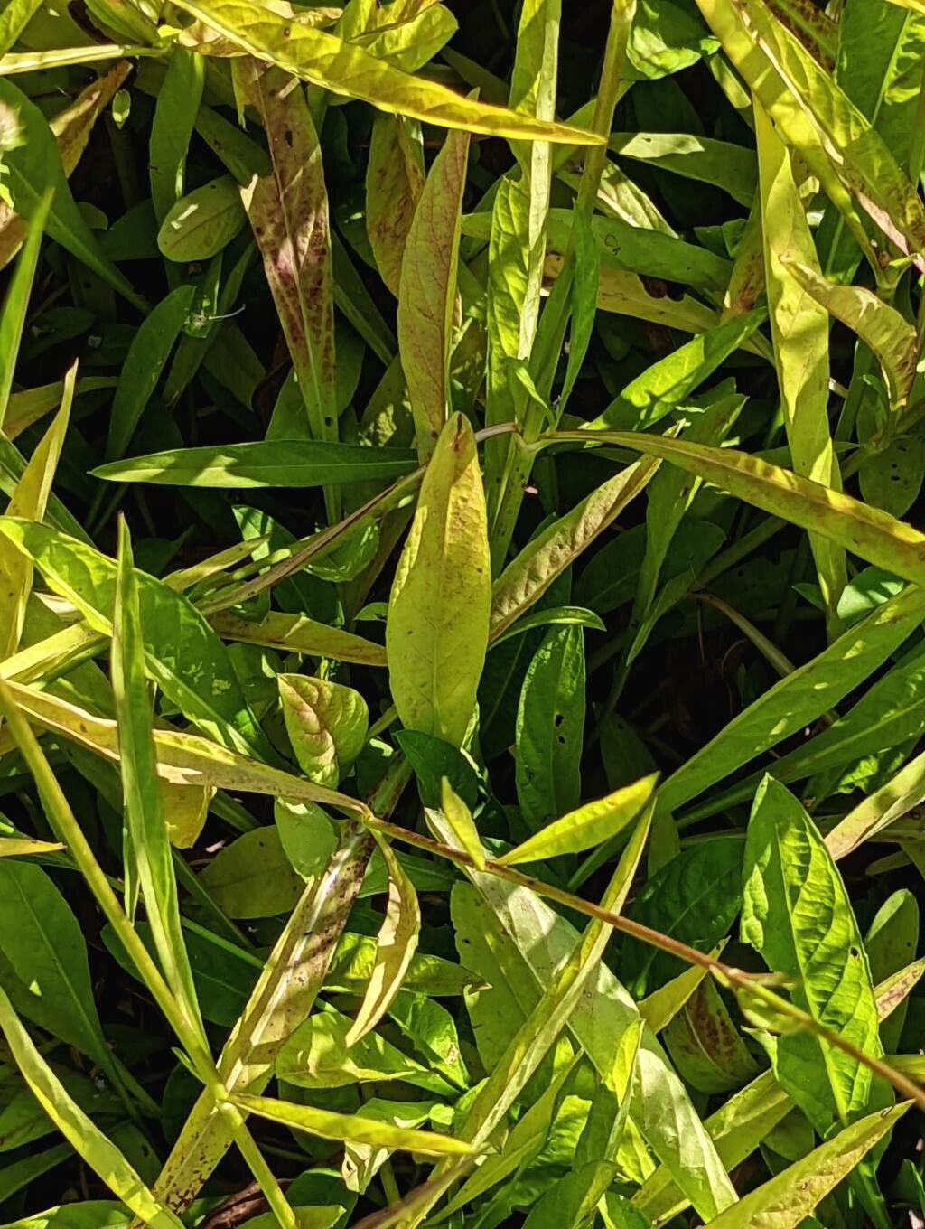 Succisella inflexa leaf