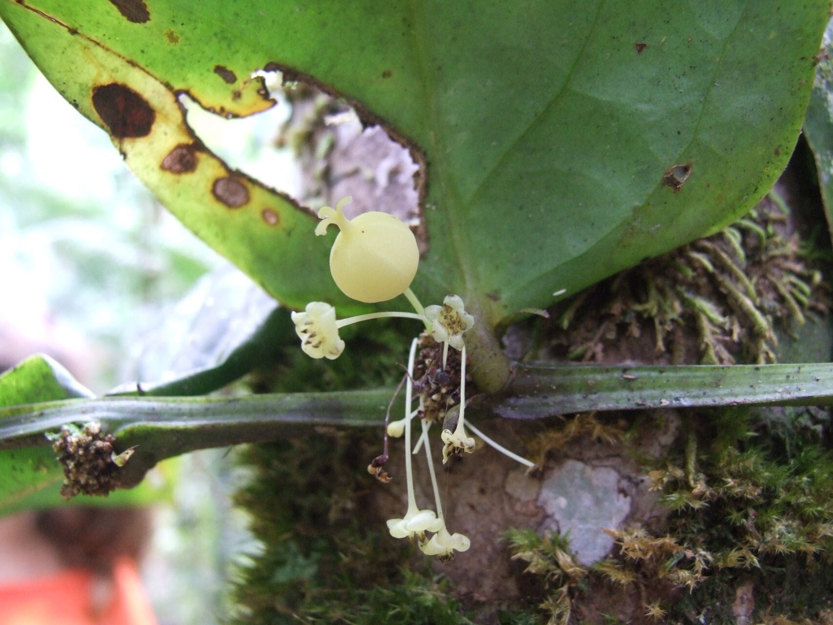 Phyllanthus pseudotrichopodus fruit