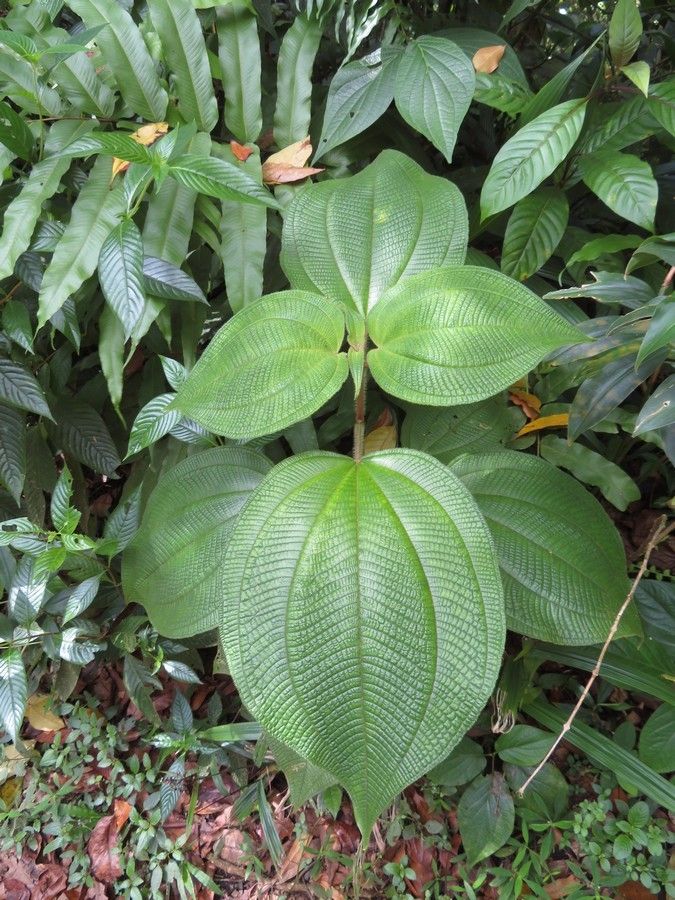 Clidemia latifolia — search result for 'Clidemia'