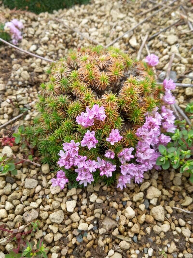 Armeria filicaulis habit