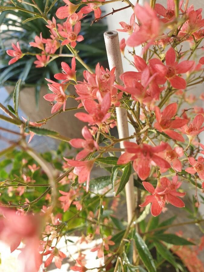 Ceratopetalum gummiferum fruit