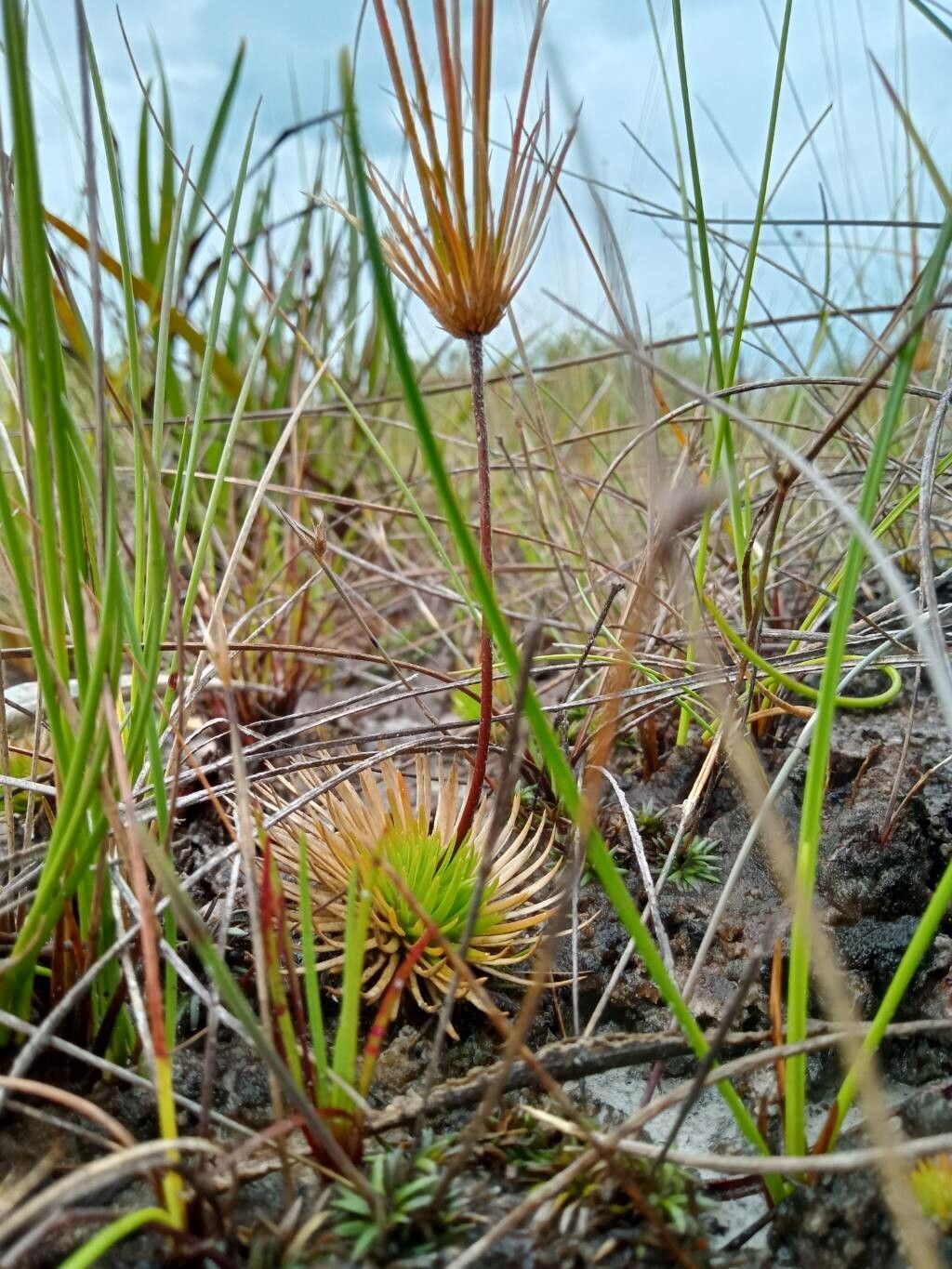 Syngonanthus umbellatus — houseplant care guide