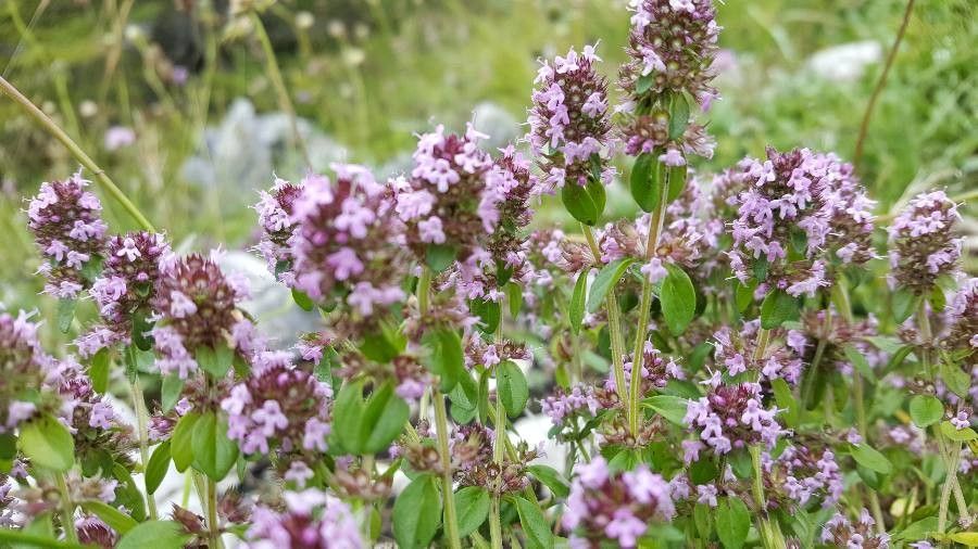 Thymus alpestris flower