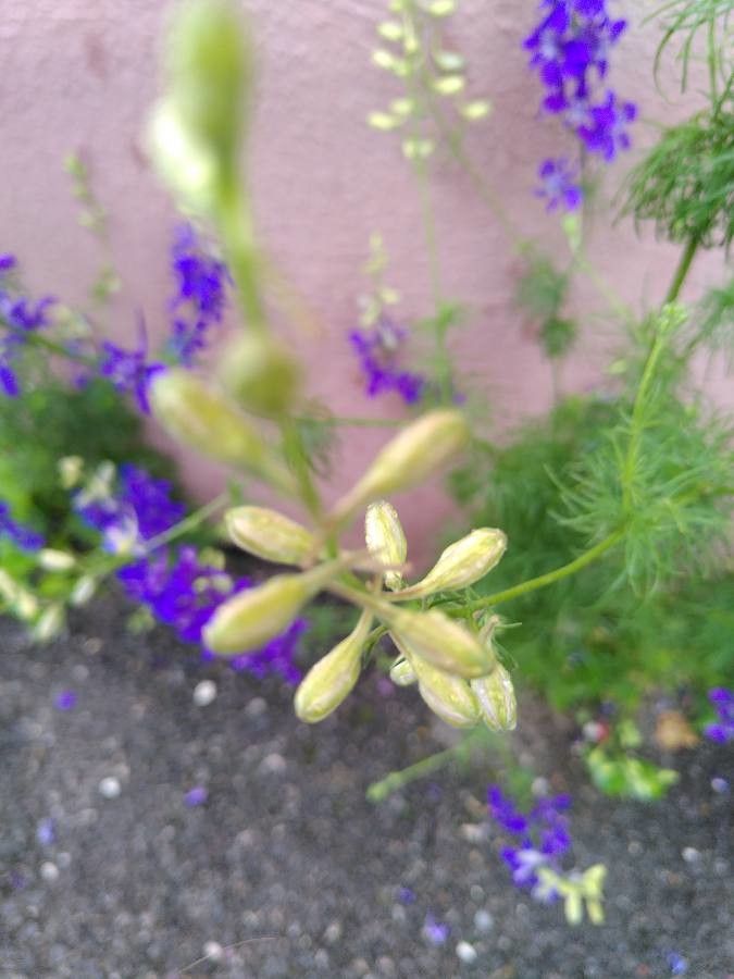 Delphinium ajacis fruit