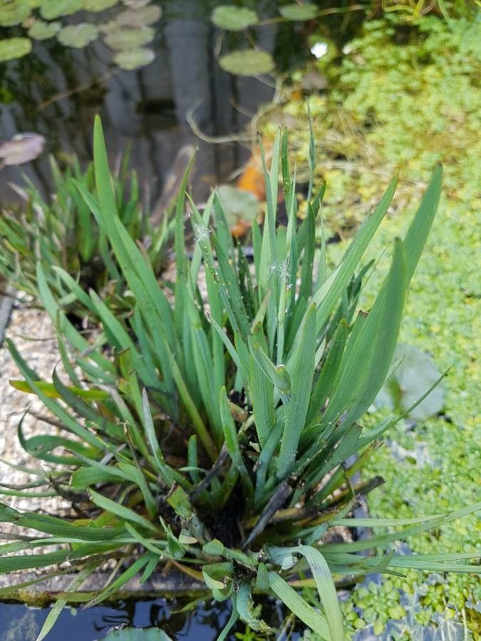 Sisyrinchium californicum — search result for 'Iris'