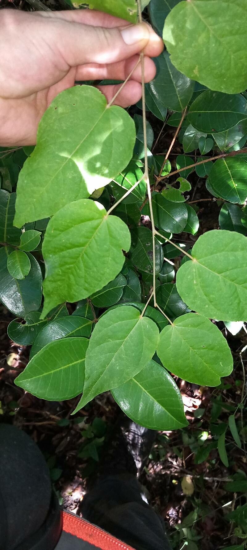 Croton micans — houseplant care guide