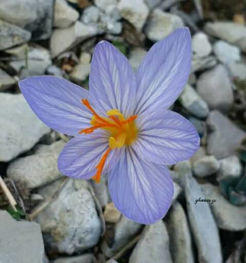Crocus cancellatus — houseplant care guide