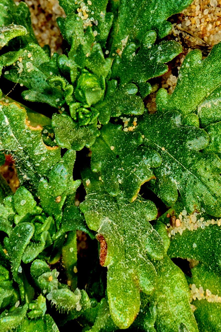 Layia carnosa — related species from the same genus