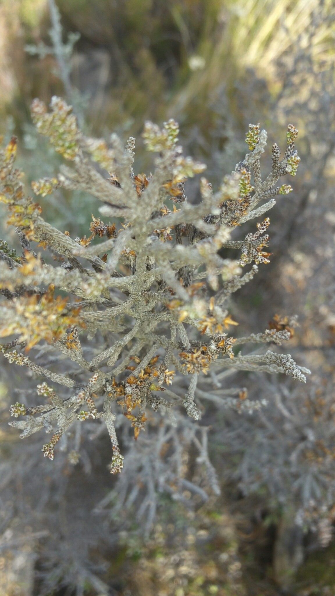 Seriphium cryptophyllum — related species from the same genus
