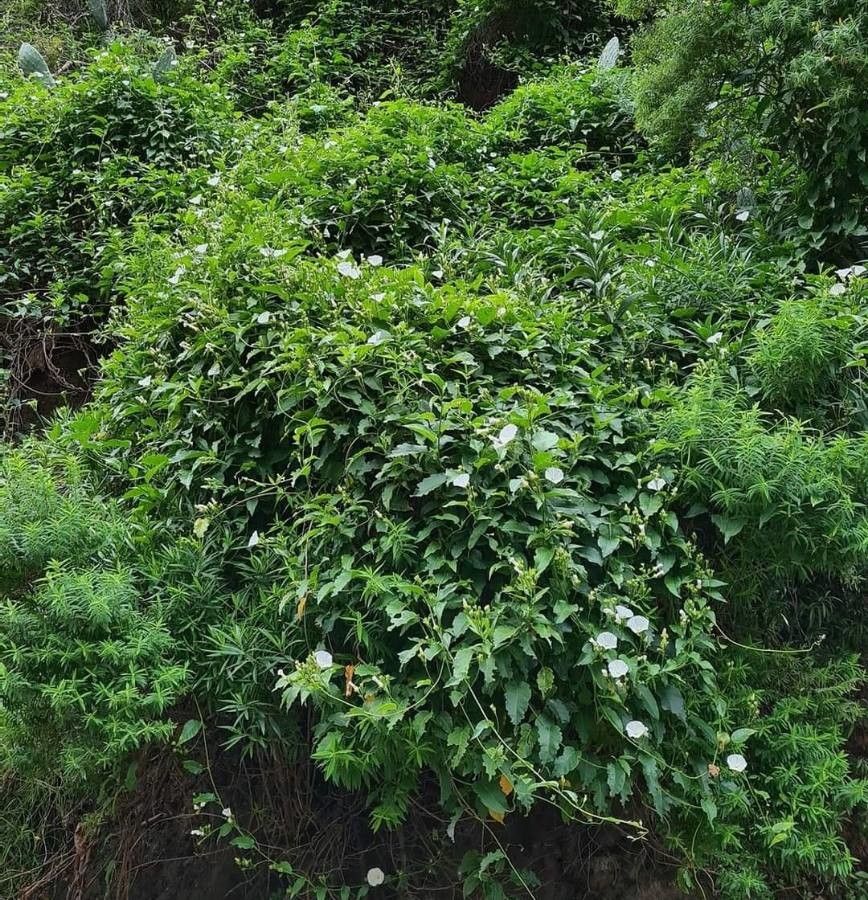 Convolvulus massonii habit