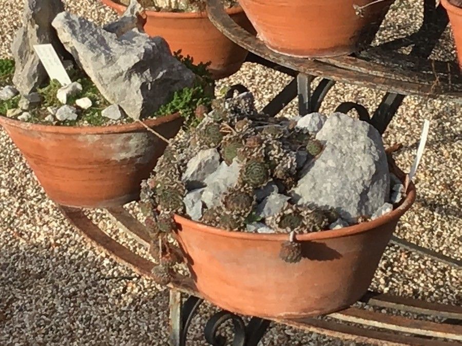 Sempervivum kosaninii leaf