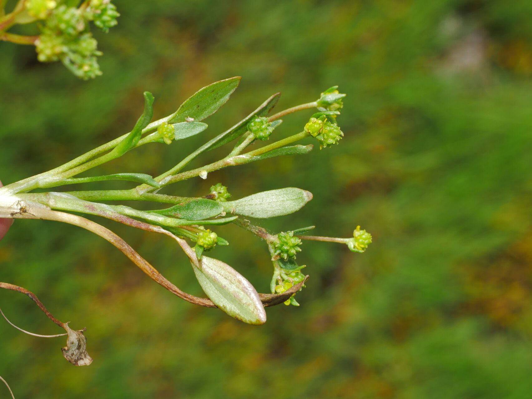 Ranunculus longipes leaf