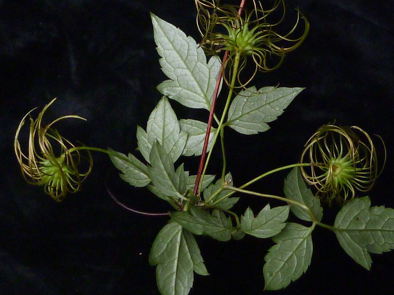 Clematis barbellata habit