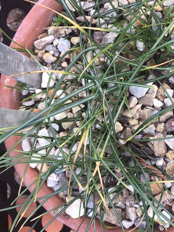 Crocus serotinus — houseplant care guide