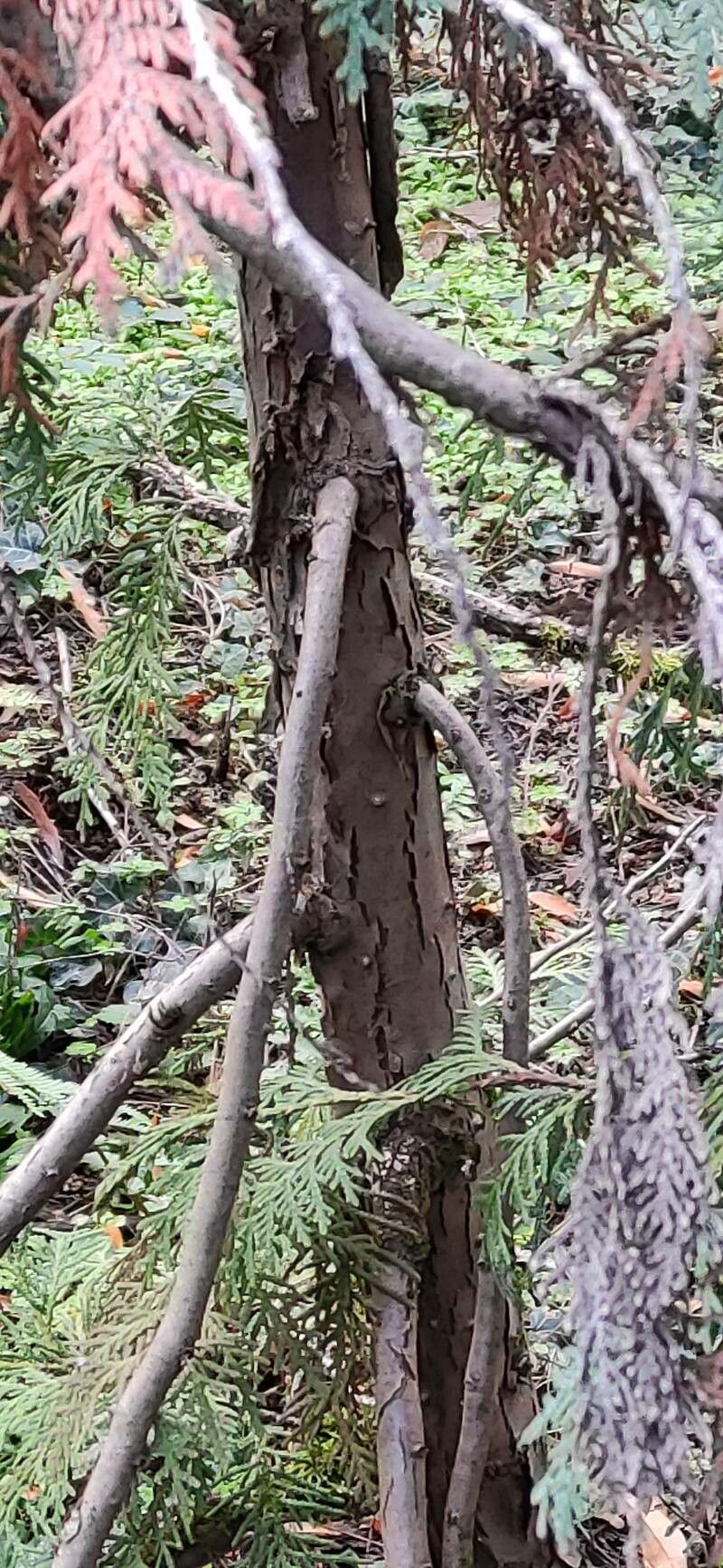 Thuja koraiensis bark