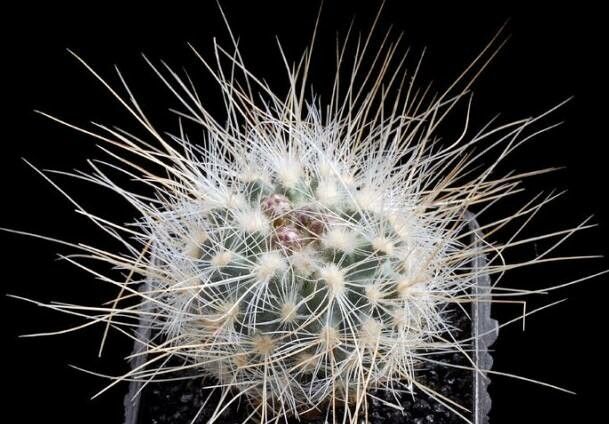 Pediocactus paradinei — houseplant care guide