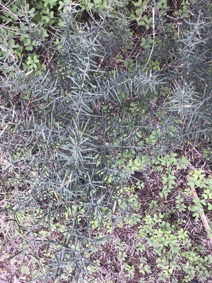 Asparagus horridus — search result for 'Cyprus'