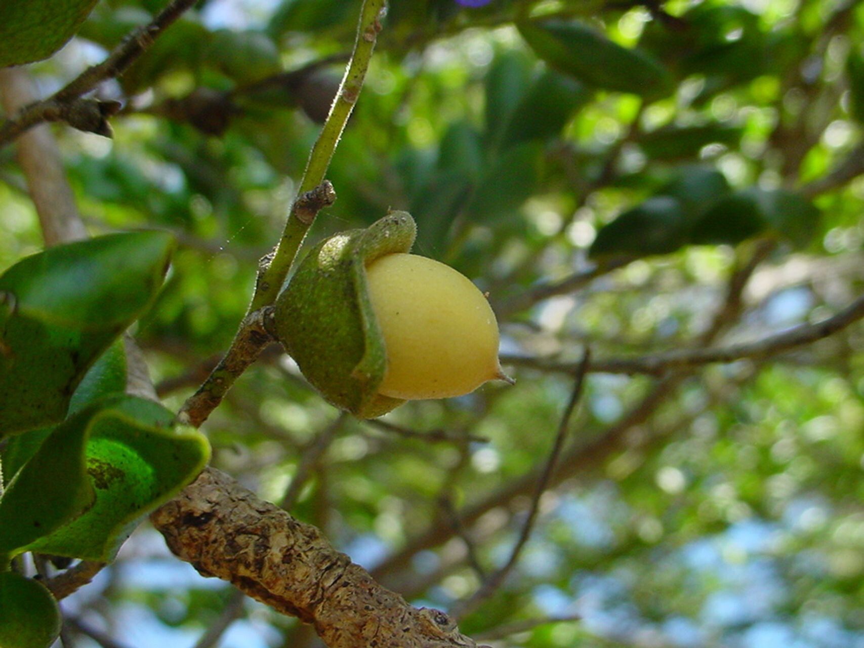 Diospyros pustulata fruit