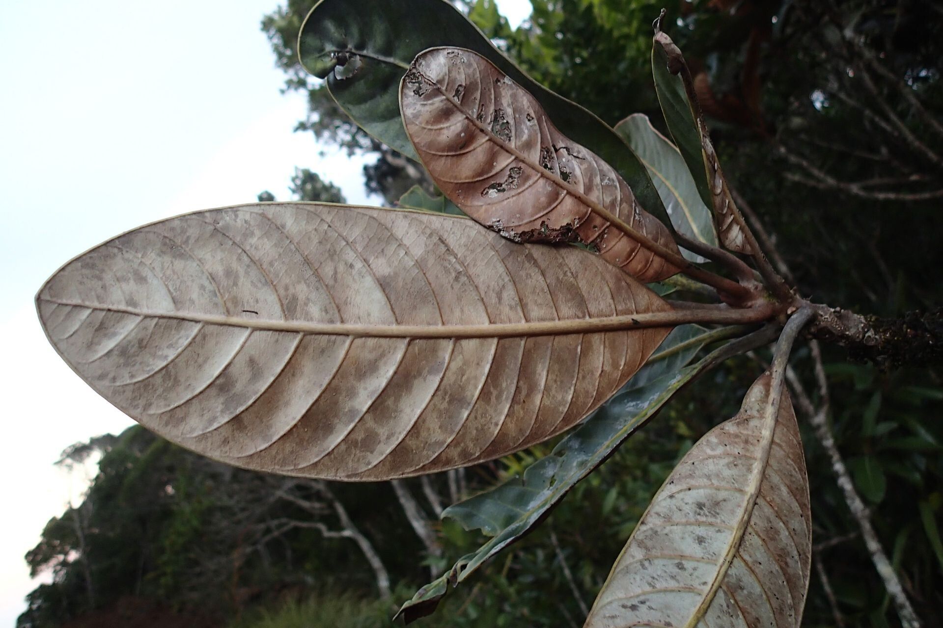 Planchonella kuebiniensis — houseplant care guide