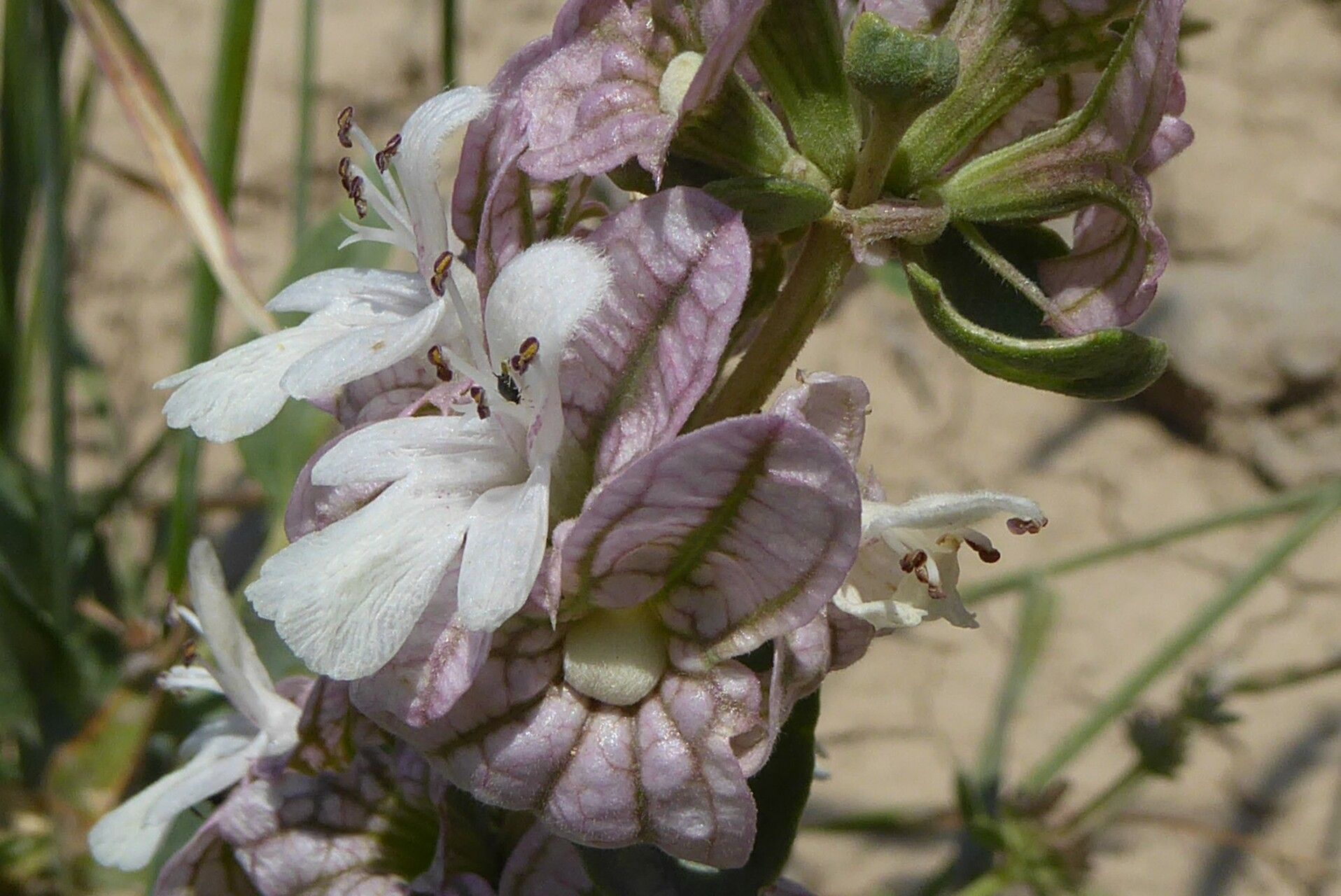 Moluccella olgae flower