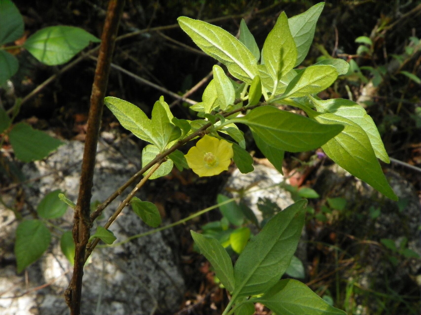 Capsicum rhomboideum flower