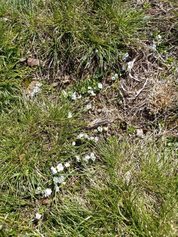 Veronica repens habit