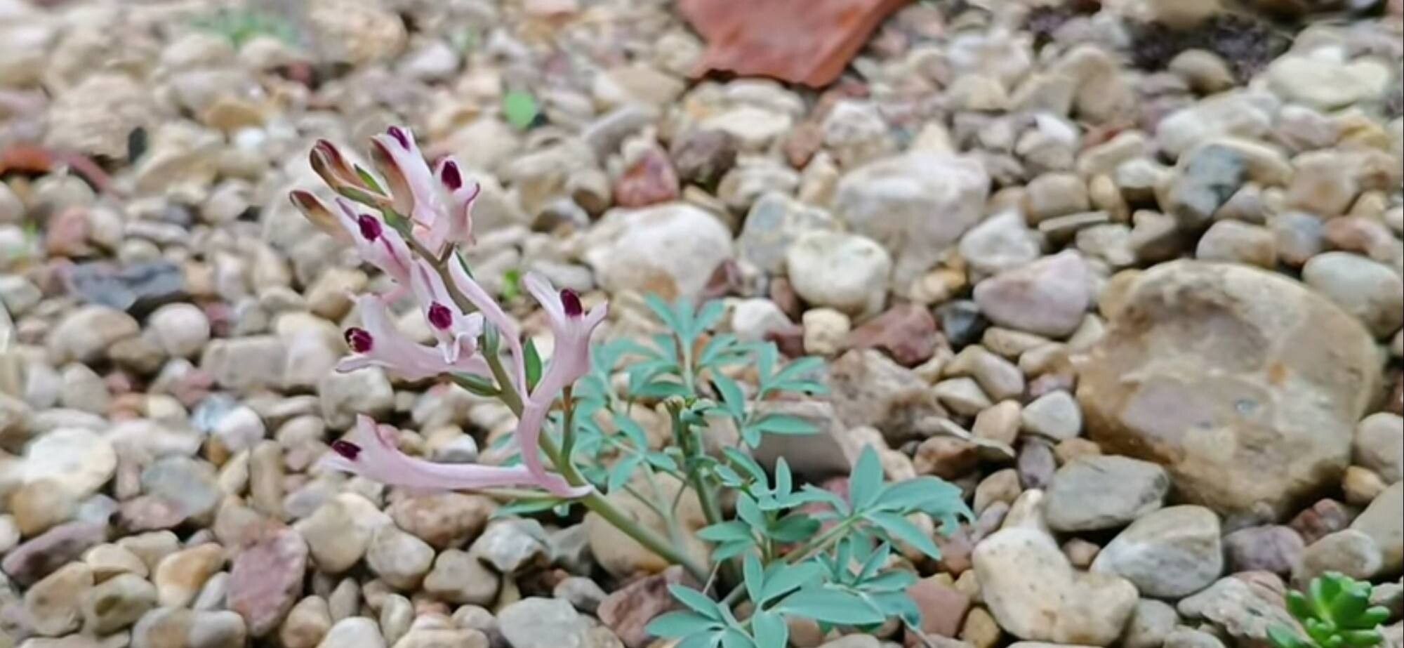 Corydalis schanginii habit