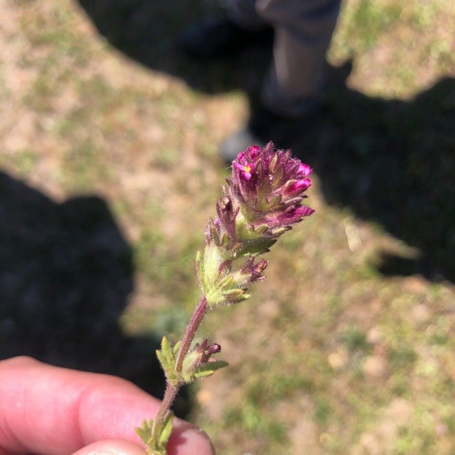 Parentucellia latifolia flower