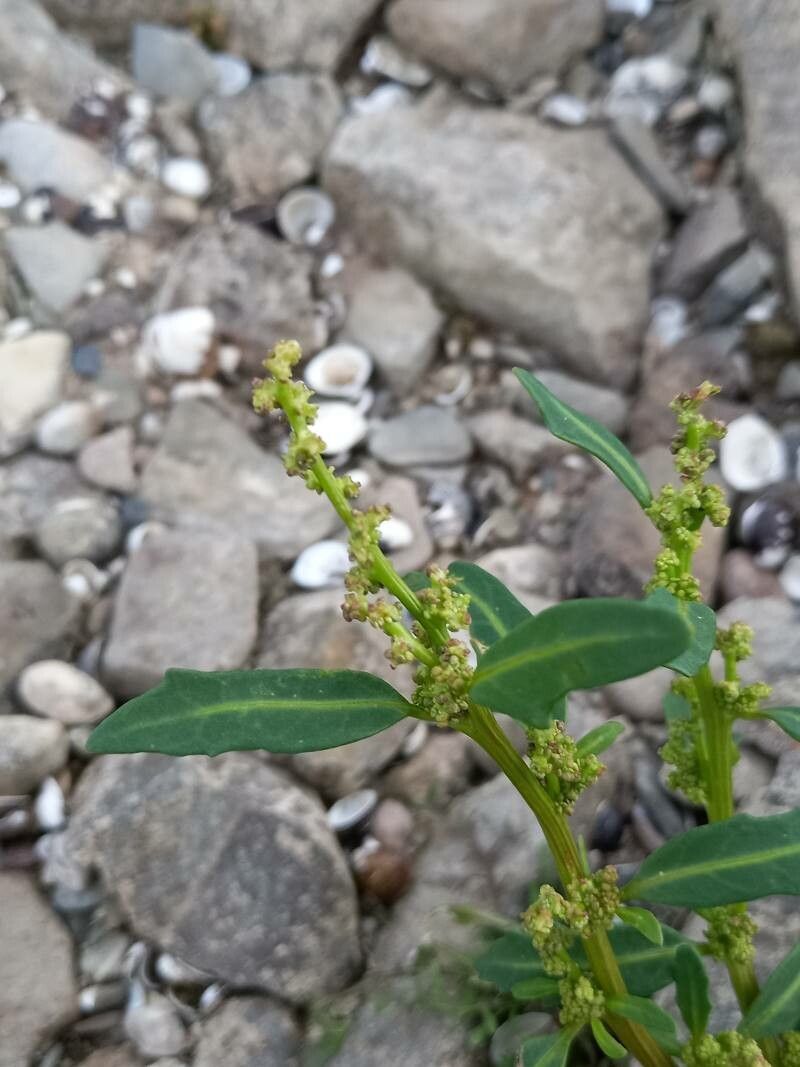 Oxybasis glauca flower