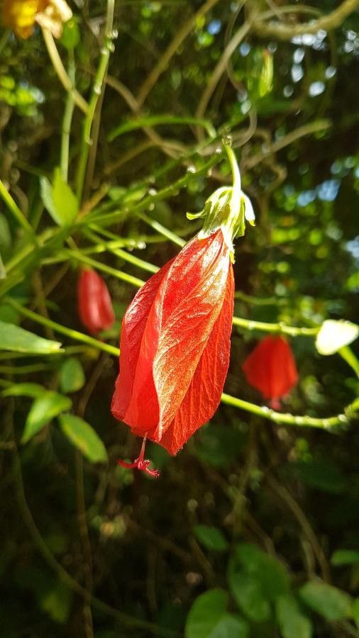 Malvaviscus penduliflorus flower