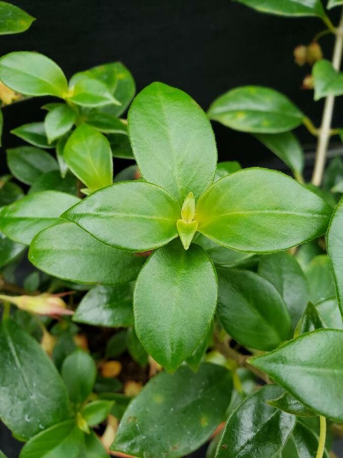 Nematanthus wettsteinii