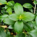 Nematanthus wettsteinii