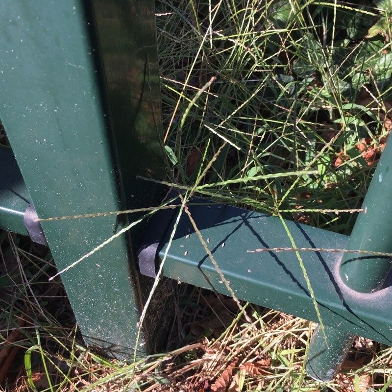 Digitaria ischaemum flower