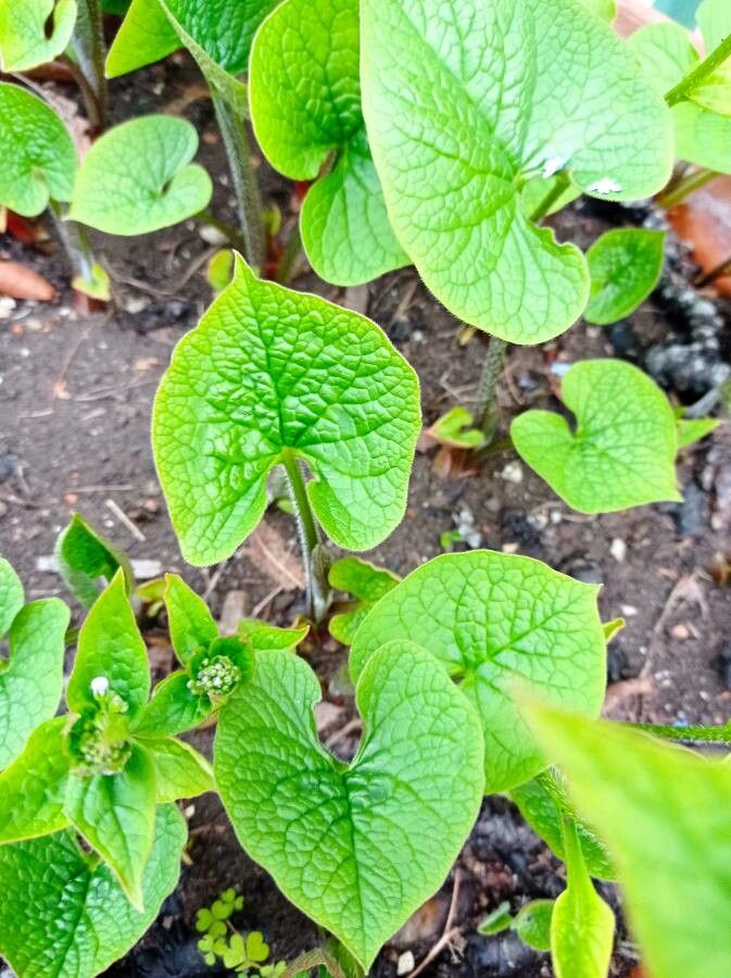 Brunnera sibirica leaf