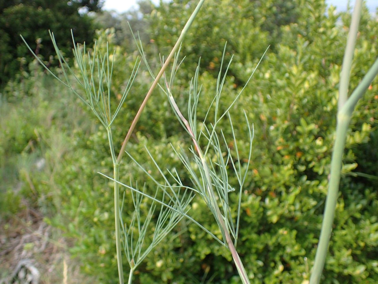 Seseli longifolium habit