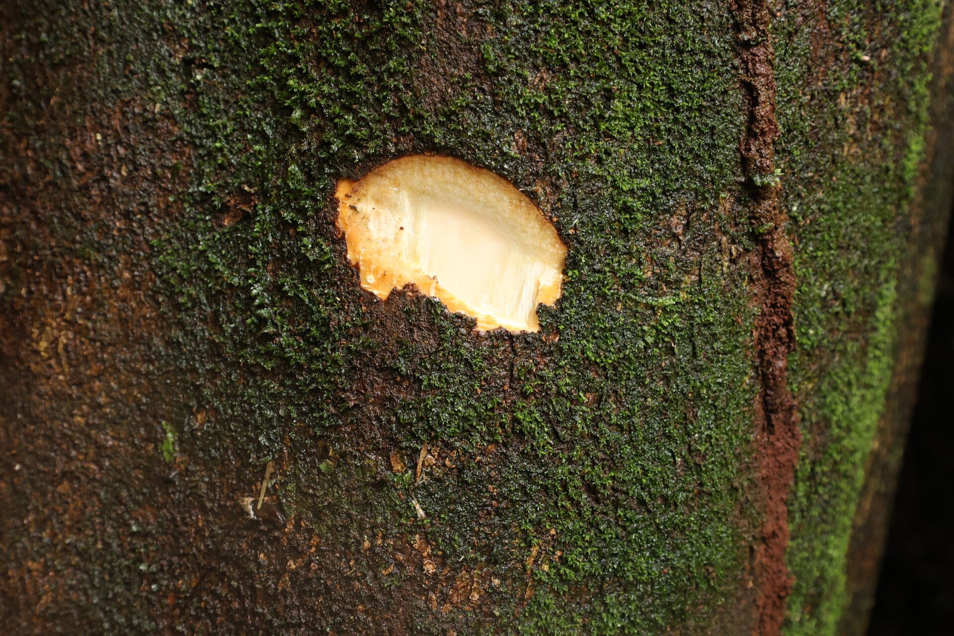 Polyscias fulva bark