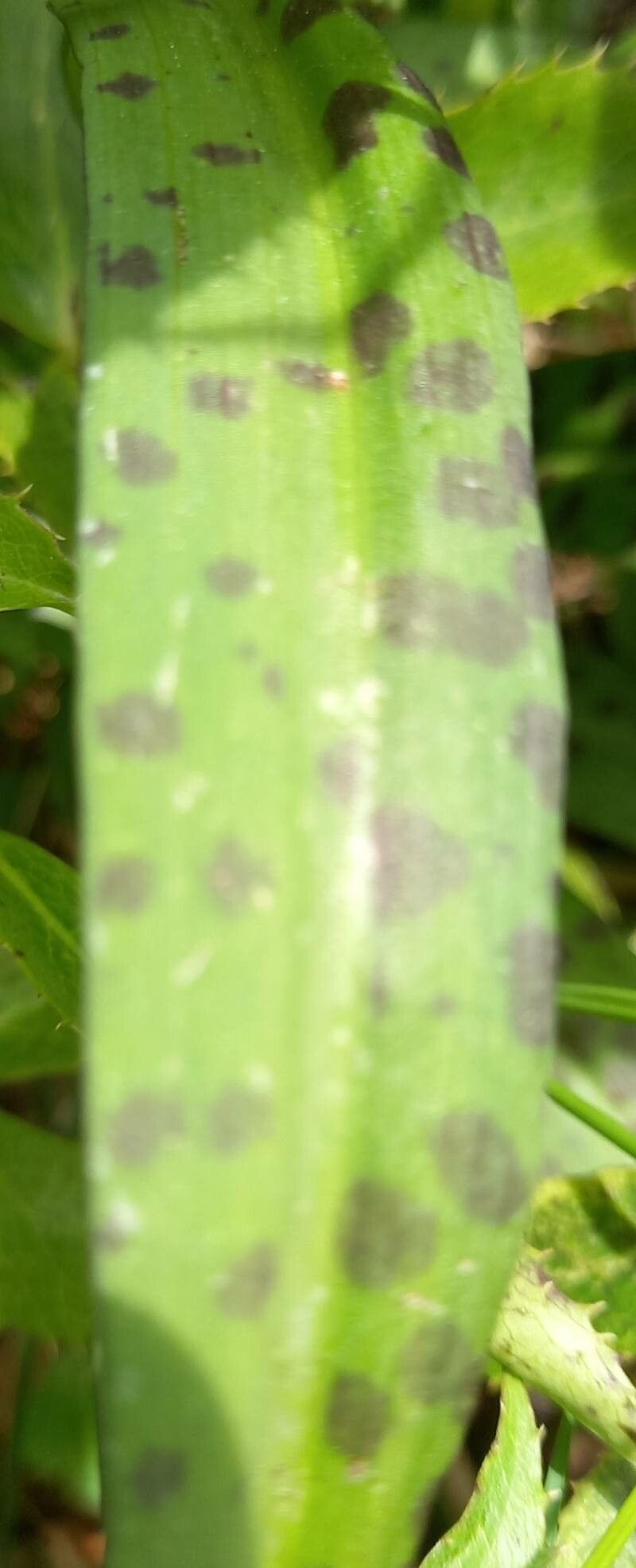 Dactylorhiza gervasiana leaf